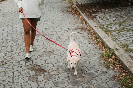 Leash Management Is Urban Navigation